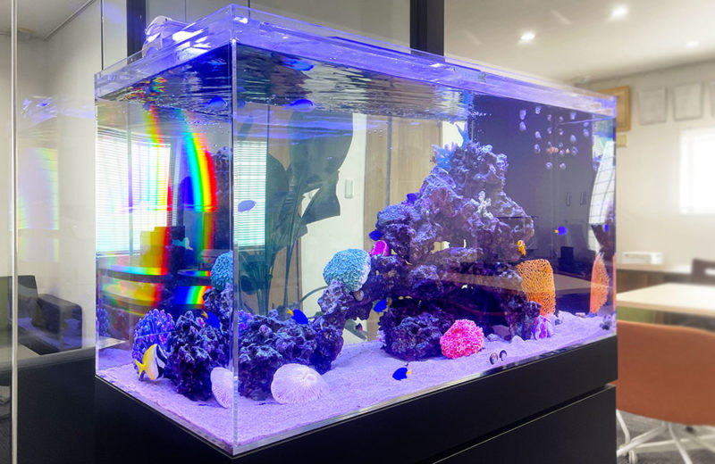 企業様のオフィスに水槽レンタル！透明感のある90cm海水魚水槽 水槽画像４
