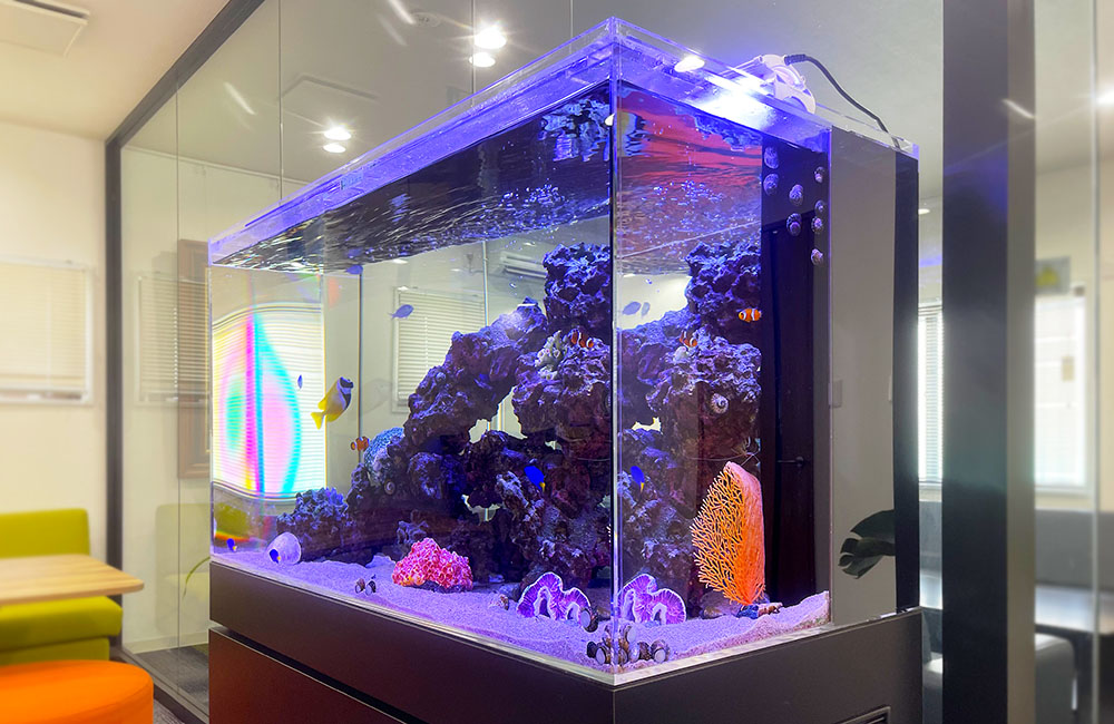 青い照明に照らされた海水魚水槽とライブロックのレイアウト