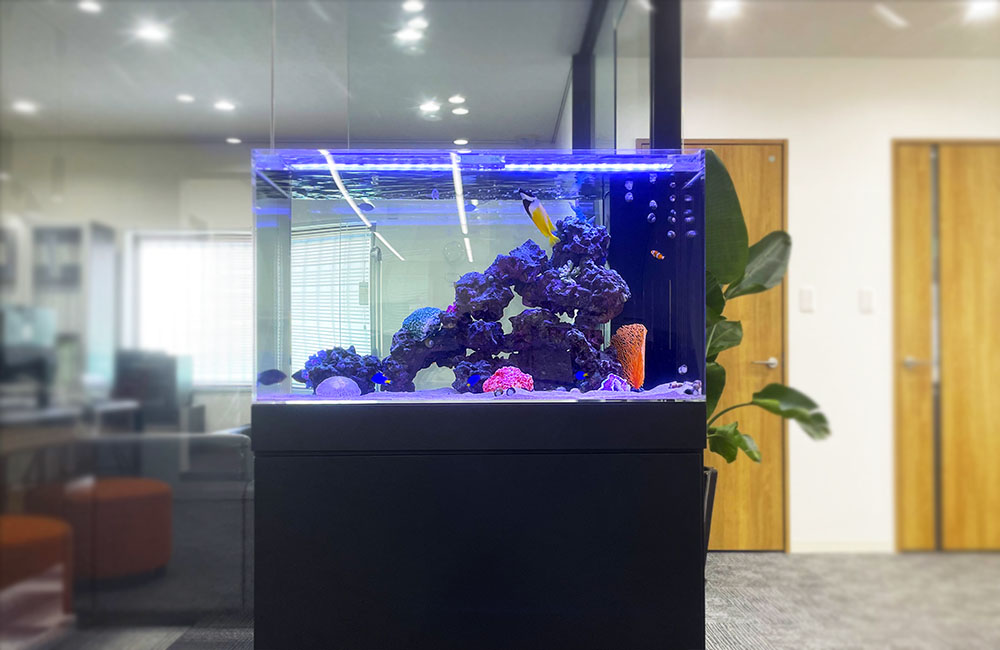 オフィスに設置された海水魚水槽とライブロックのレイアウト