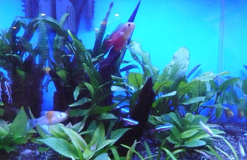 青い照明が灯る室内の海水魚水槽と専用の水槽台