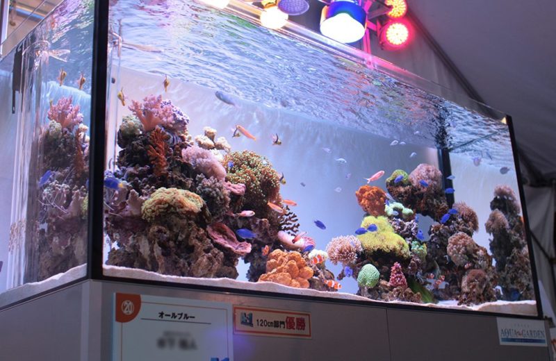 お台場ECO-AQUA(エコアクア)2010 120cm水槽部門で優勝しました! 水槽画像1
