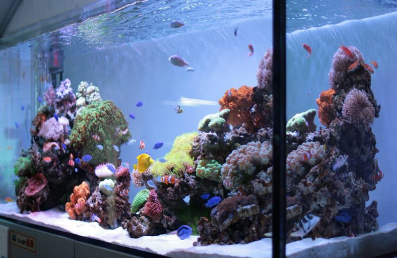 お台場ECO-AQUA(エコアクア)2010 120cm水槽部門で優勝しました! 水槽画像2