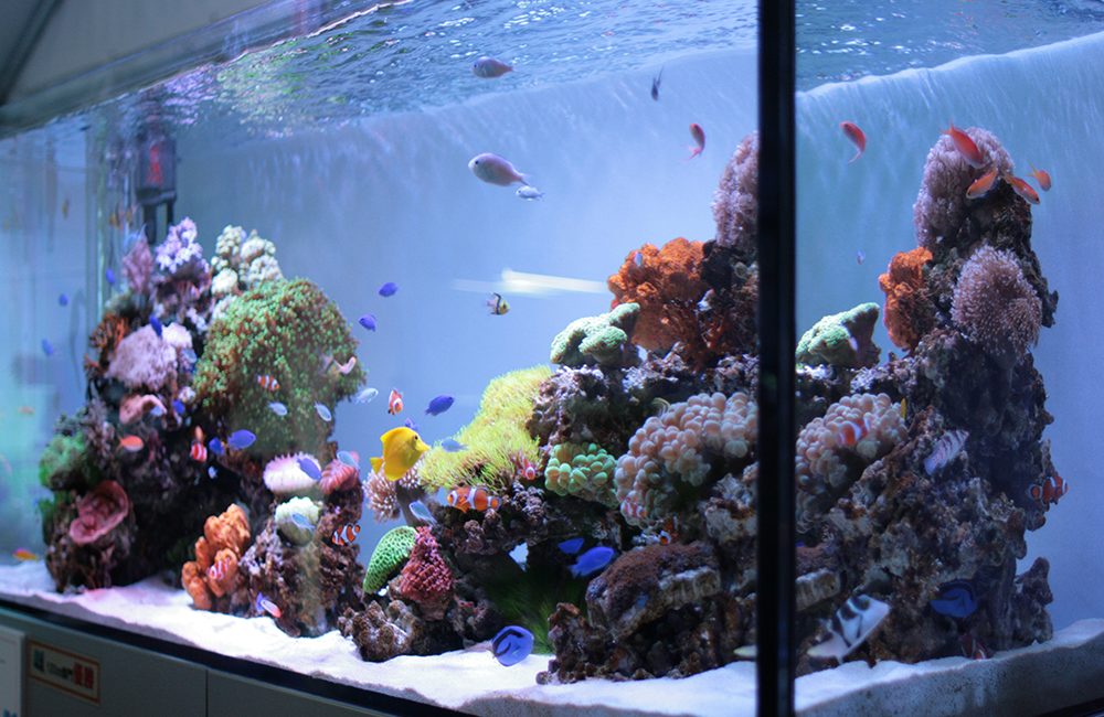 青い照明が灯る室内の海水魚水槽と専用の水槽台