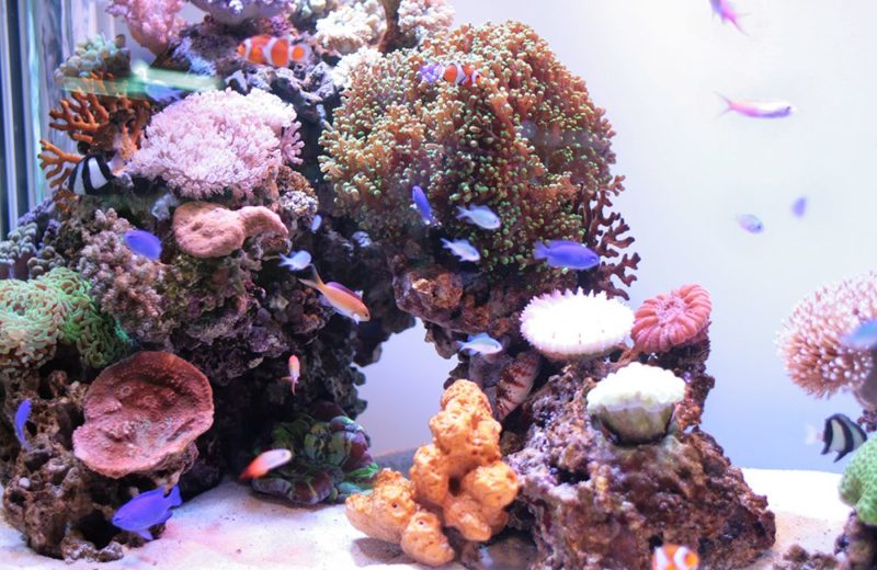 お台場ECO-AQUA(エコアクア)2010 120cm水槽部門で優勝しました! 水槽画像3