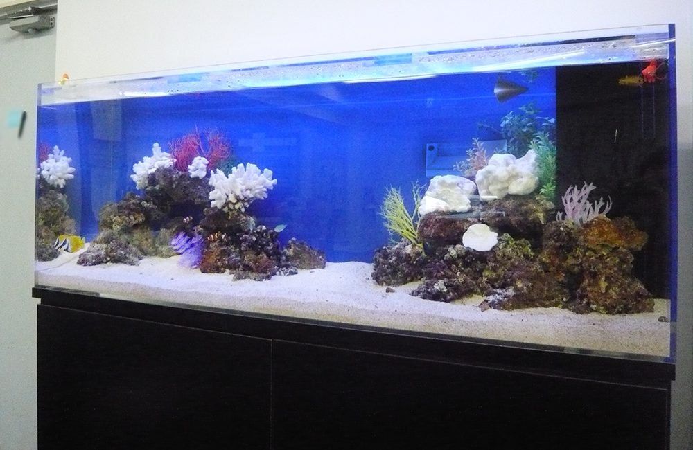 企業様　オフィス内に設置　150cm海水魚水槽レンタル事例のサムネイル画像