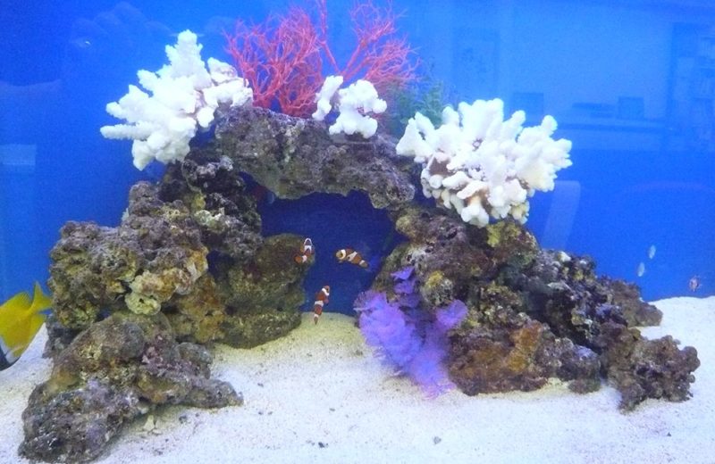 企業様 オフィス内に設置 150cm海水魚水槽レンタル事例 水槽画像3