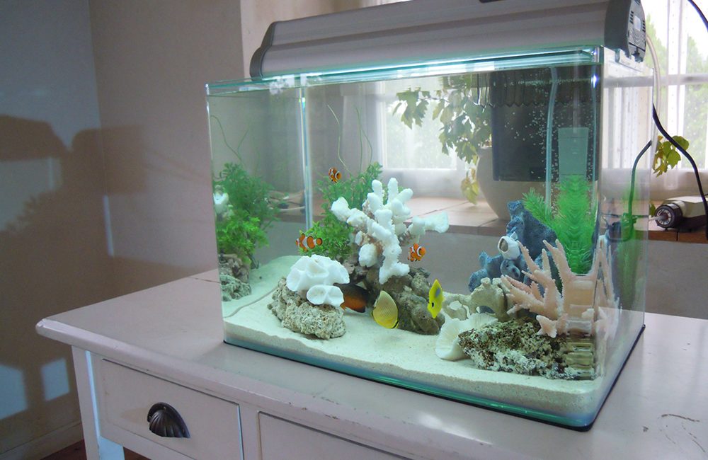 青い照明が灯る室内の海水魚水槽と専用の水槽台
