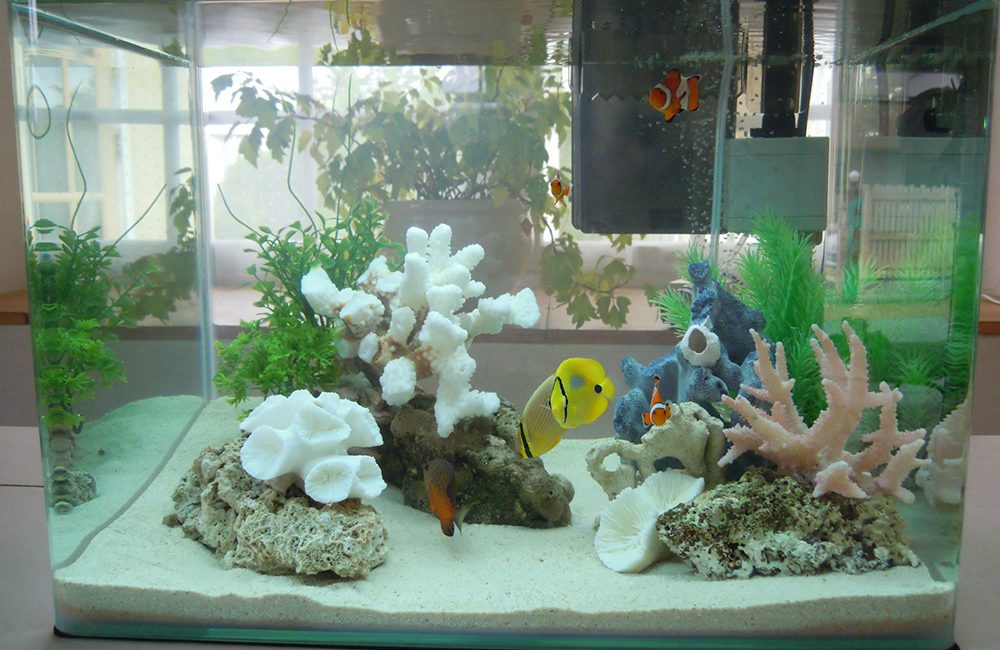 青い照明が灯る室内の海水魚水槽と専用の水槽台