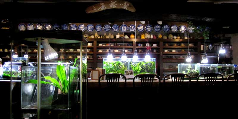 カウンターに並ぶ複数の水草水槽と背面の棚に並ぶ食器類