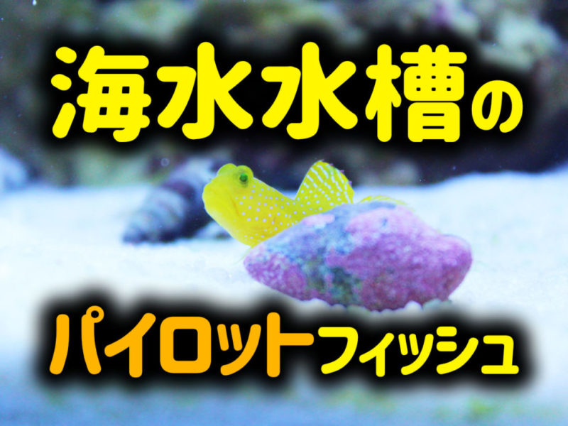 海水水槽のパイロットフィッシュの見出し画像