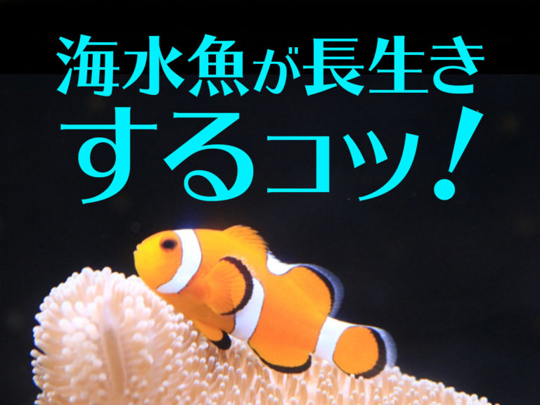 海水魚が長生きするコツの文字とクマノミの見出し画像