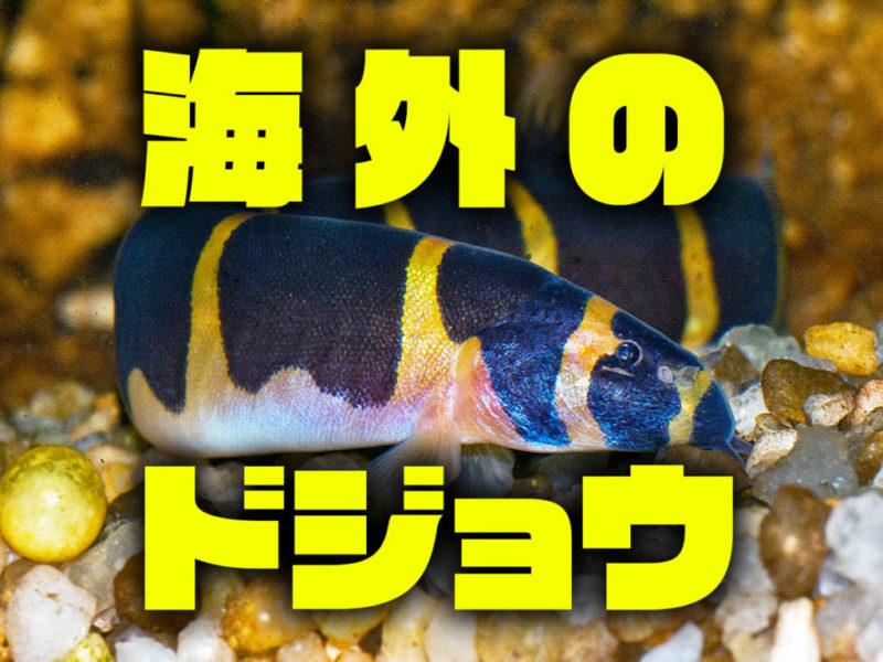 海外のドジョウの文字と底砂に佇む熱帯魚の見出し画像
