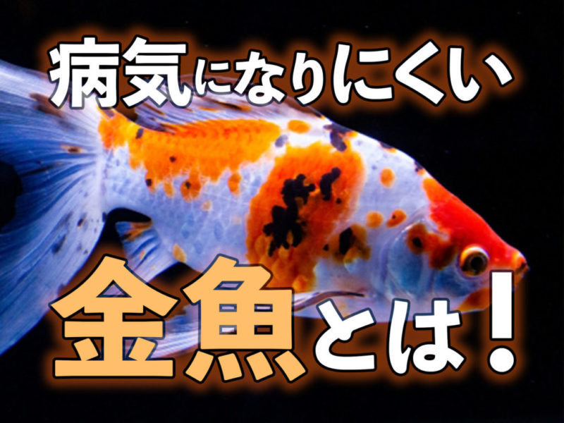病気になりにくい金魚とは！の文字と三色模様の金魚の見出し画像