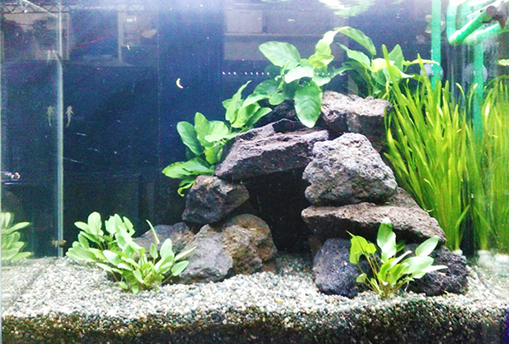 溶岩石を積み上げた水草レイアウト水槽の全景