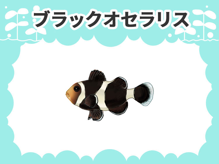 ブラックオセラリスのお魚図鑑
