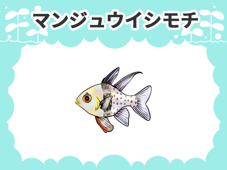 マンジュウイシモチのお魚図鑑
