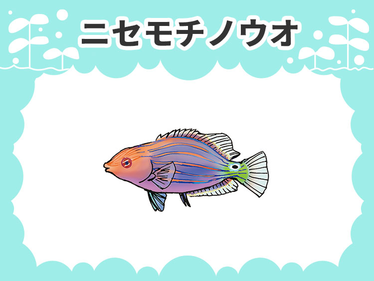 ニセモチノウオのお魚図鑑