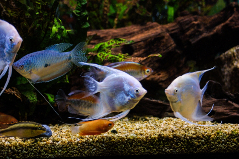 エンゼルフィッシュやグラミーが泳ぐ流木レイアウト水槽