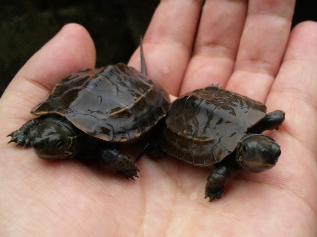 手のひらに乗った2匹の小さなカメの赤ちゃん