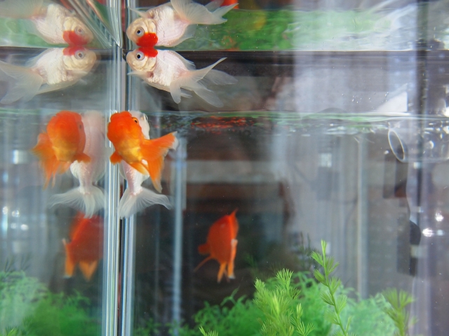水槽内を泳ぐ金魚と緑色の水草のレイアウト
