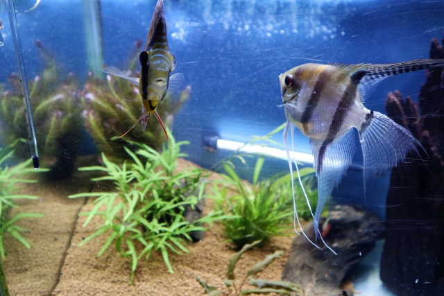 水槽内を泳ぐエンゼルフィッシュと緑の水草の風景