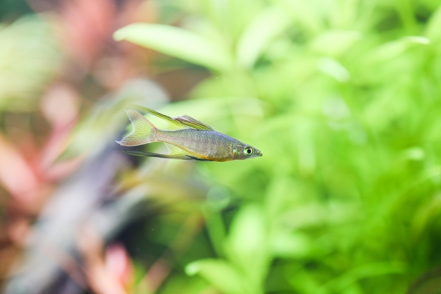 水草を背景に泳ぐレインボーフィッシュの仲間