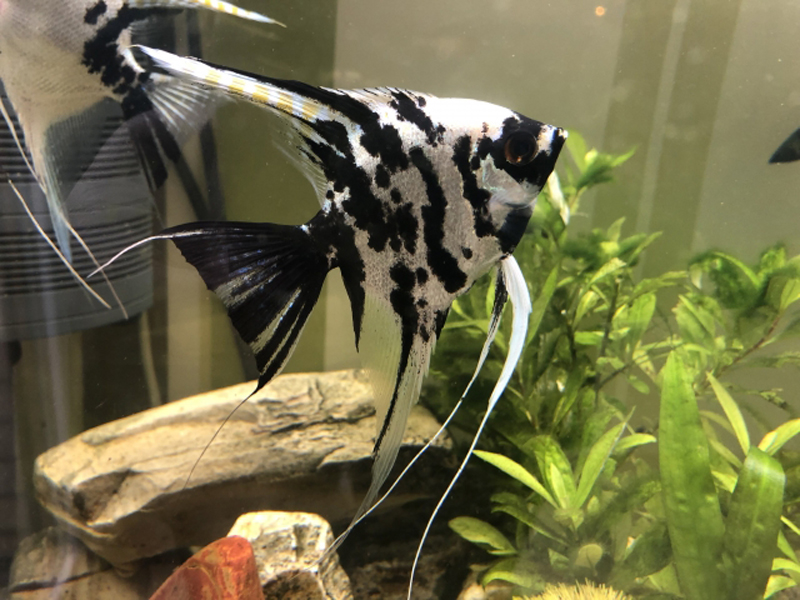 水草水槽を泳ぐ白黒模様のエンゼルフィッシュと石のレイアウト