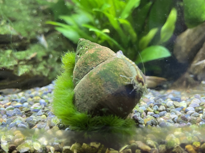緑の苔が付着した貝殻と水槽底面の砂利と水草