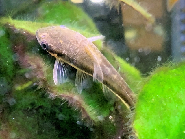 コケの付着した水草の葉に乗るオトシンクルスの仲間