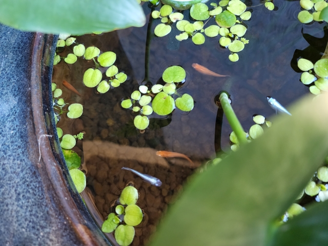 睡蓮鉢で浮き草と共に泳ぐ数匹のメダカと水草の俯瞰画像