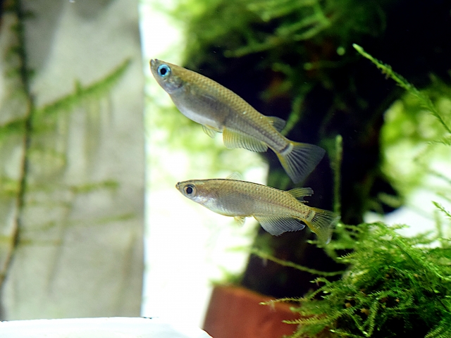 水草が茂る水槽内を泳ぐ2匹のメダカと流木