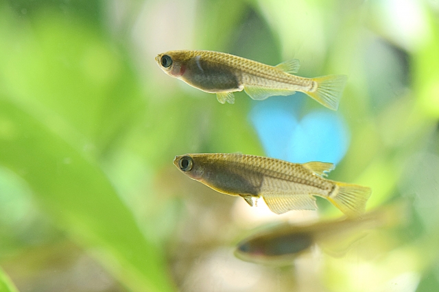水草を背景に泳ぐ数匹のメダカの横顔