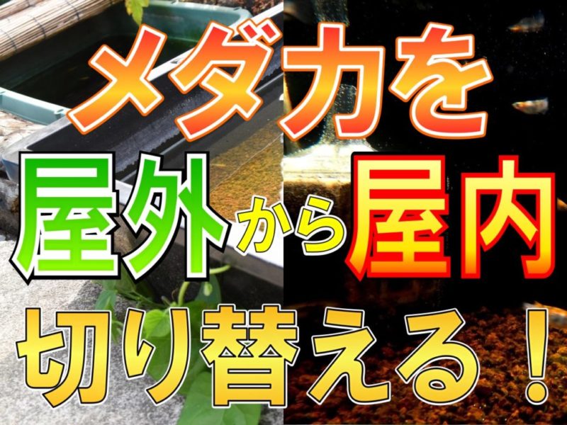 メダカを屋外から屋内に切り替えるの見出し画像