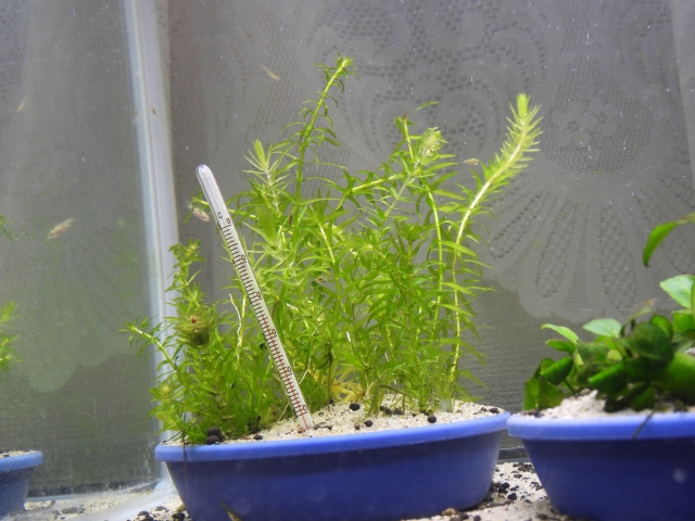 青い鉢に植えられた水草と水槽用温度計の設置例