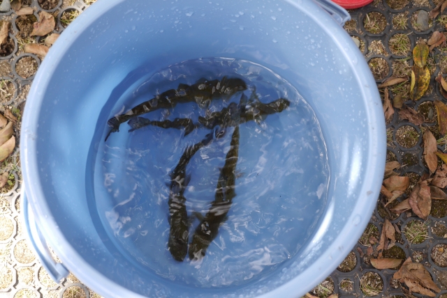 水色のバケツに入った数匹の黒い魚の俯瞰写真