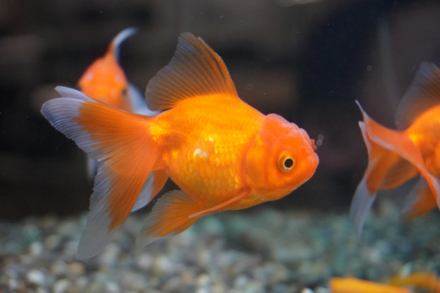 水槽内を泳ぐオレンジ色の琉金型の金魚と底砂の砂利