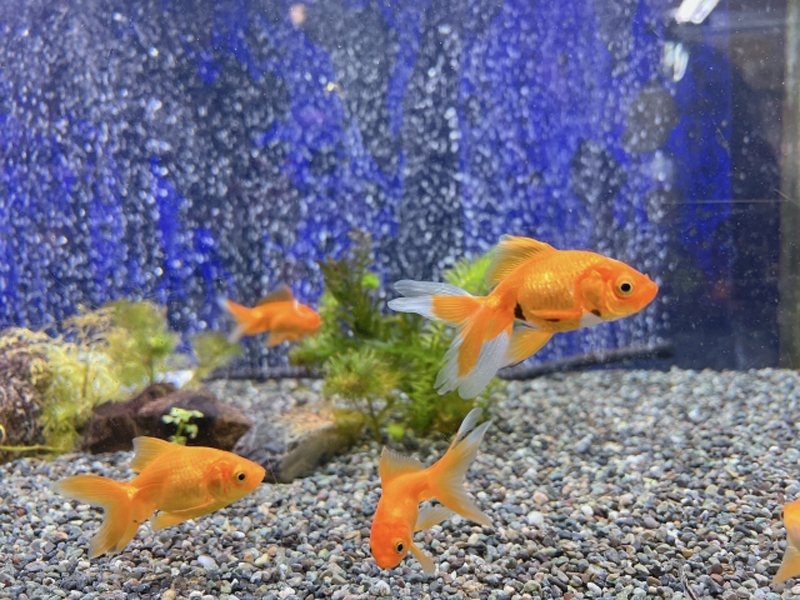 青い背景の水槽内を泳ぐ数匹の金魚と底砂の砂利