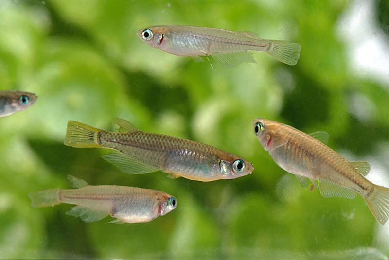 緑色の水草を背景に泳ぐ数匹のメダカの群れ