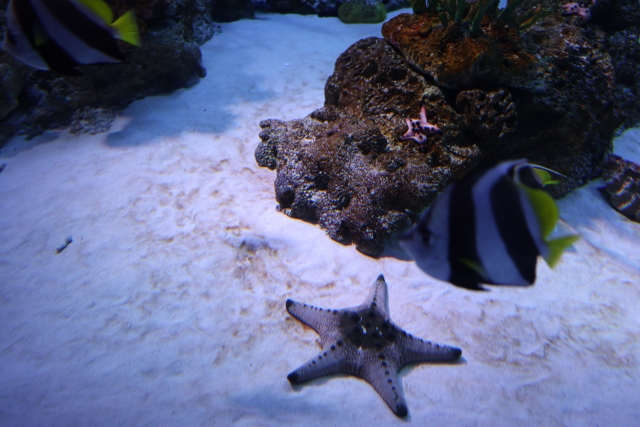 白い砂底のヒトデと泳ぐ海水魚とライブロック