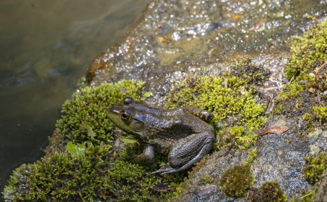 水辺の苔が生えた岩場に佇む茶褐色のカエル
