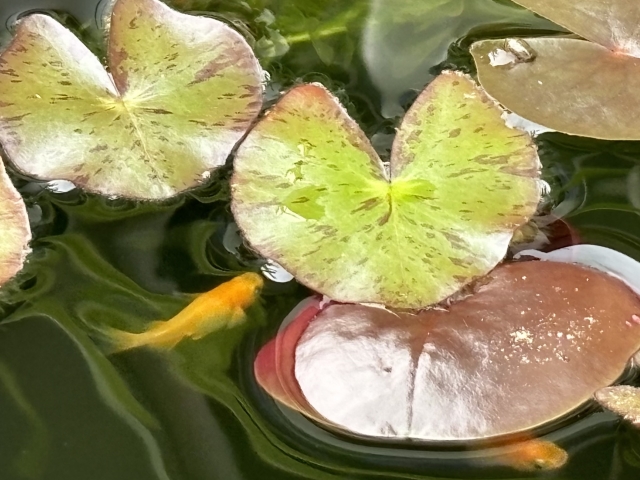水面に浮かぶ睡蓮の葉と泳ぐオレンジ色のメダカ