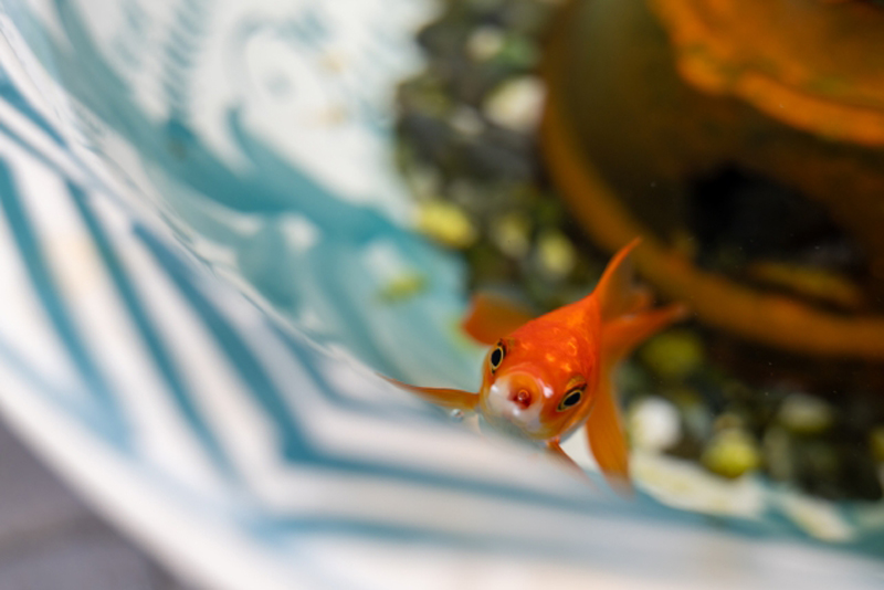 青い模様の陶器鉢で泳ぐ赤い金魚の正面写真