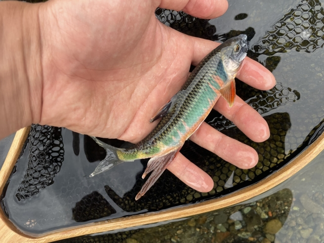 手のひらに乗せた婚姻色の出た川魚とランディングネット