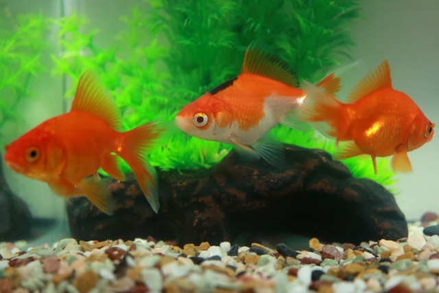 水草と流木のある水槽内を泳ぐ3匹の金魚と底砂の風景