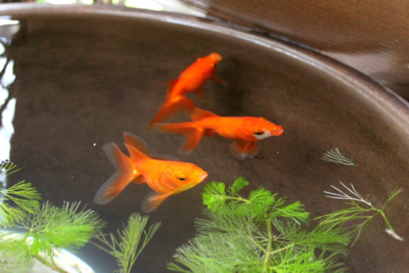 睡蓮鉢で泳ぐ3匹の金魚と水面に浮かぶ水草