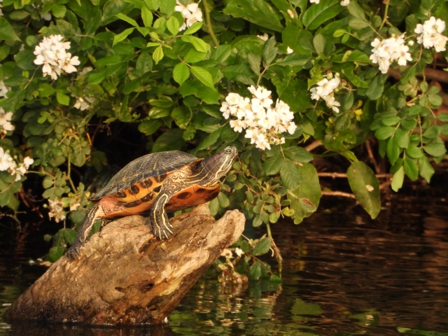 水辺の流木で日光浴をするカメと白い花を咲かせた植物