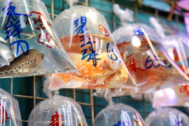 パッキングされ陳列された観賞魚のビニール袋群