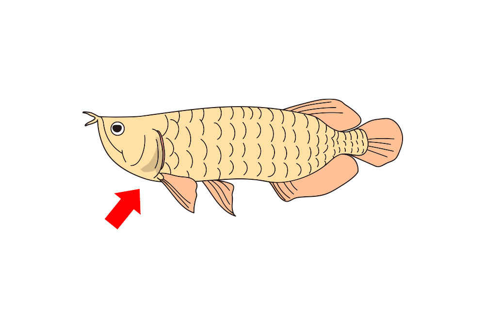 アロワナのイラストと胸びれを指す赤い矢印