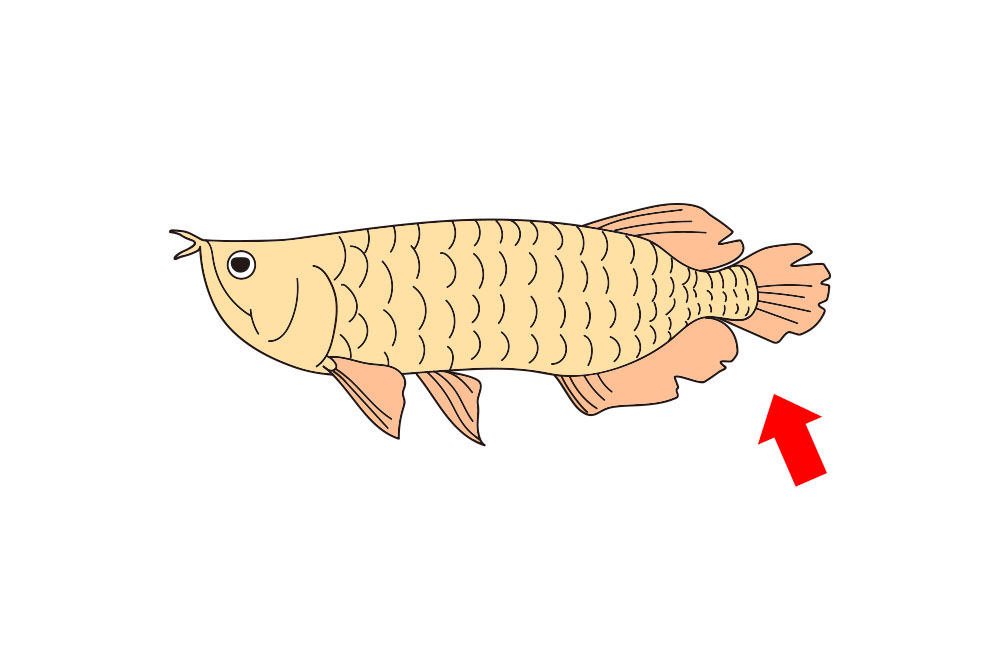 アロワナのイラストと尾びれを指す赤い矢印