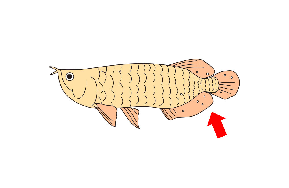 アロワナのイラストと尻びれを指す赤い矢印